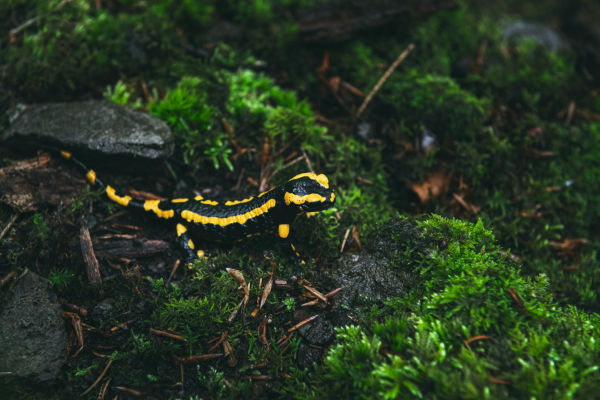 closer2hunting To hunt is to protect - Patrick Hundorf, Hessen Salamander