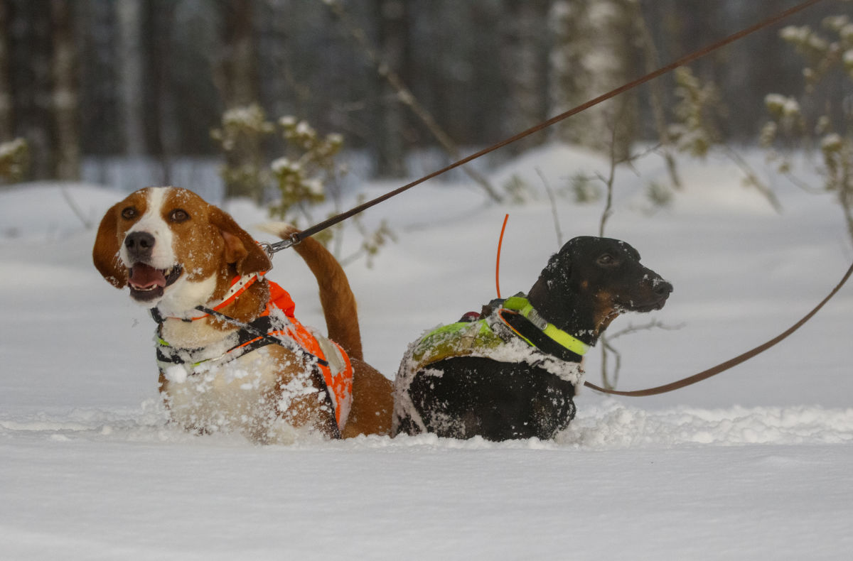 CLOSER 2023: Nordic dogs - Hunting white-tailed deer in Finland /H