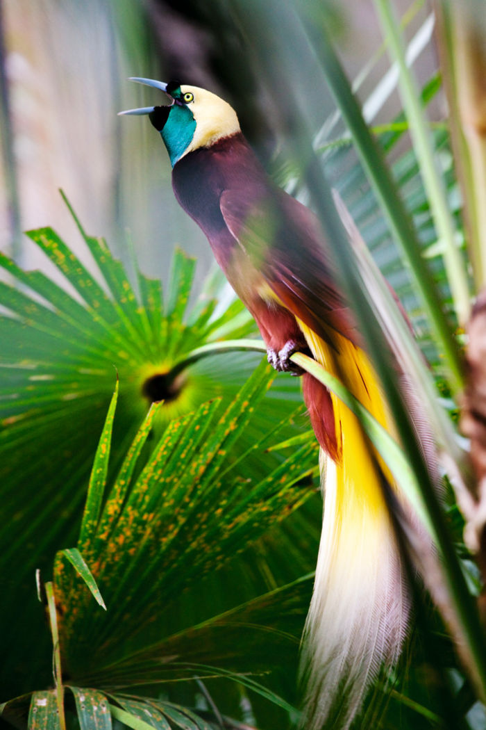 Swarovski Optik In paradise with birds-of-paradise