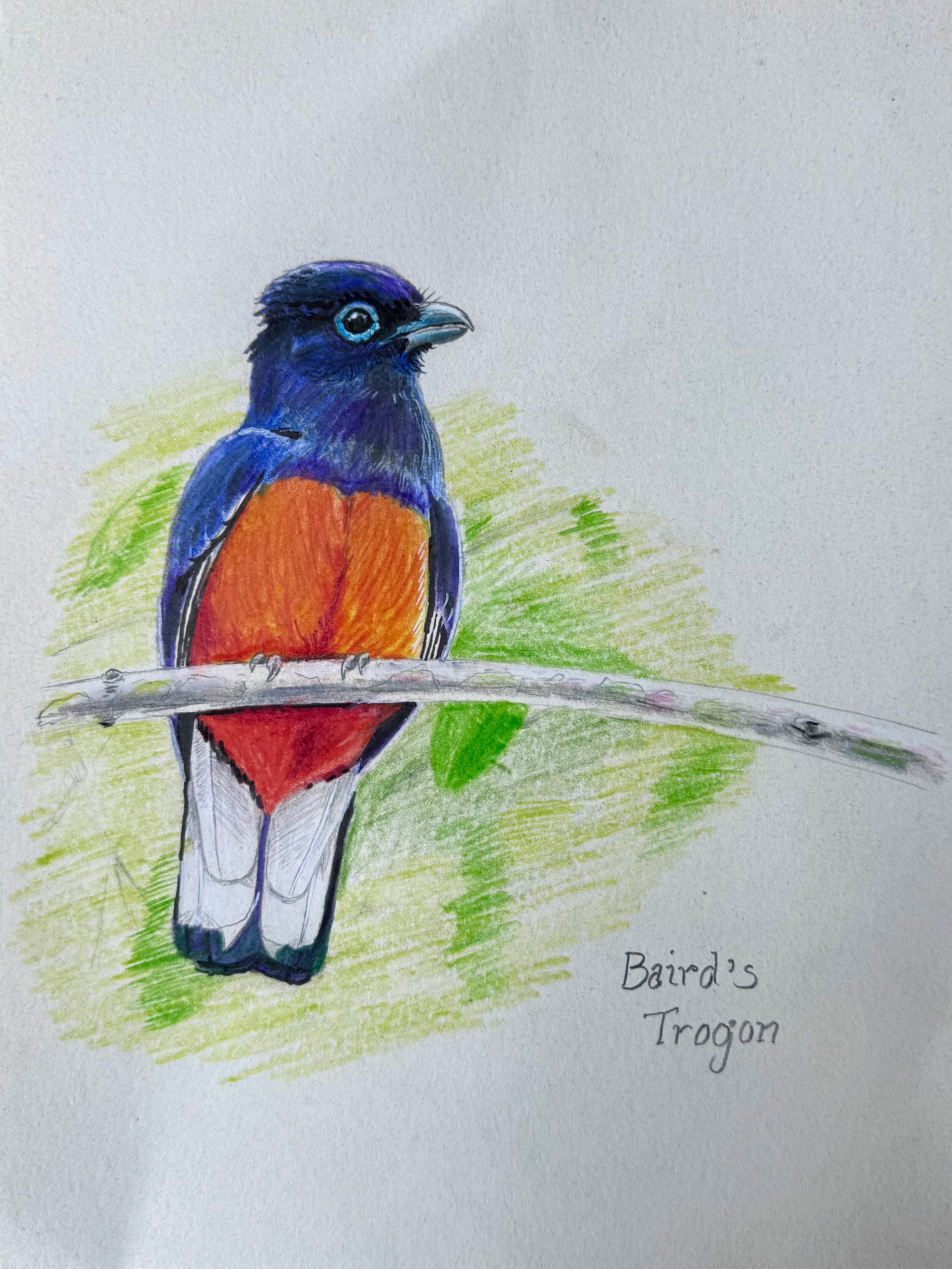 Gabriel Willow’s Costa Rica Adventure /B -Trogon
