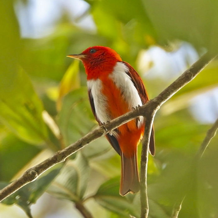 Scarlet-and-white Tanager (Nature Colombia - Trevor Ellery)