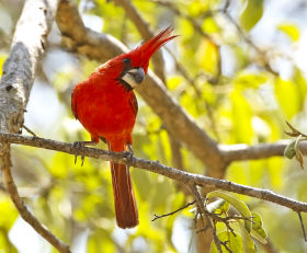 Vermilion Cardinal (Trevor Ellery - Nature Colombia)