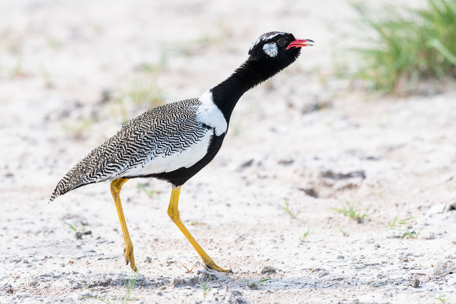 #gobirdingvlog Episode 8: Northern-Black-Korhaan Etosha-Namibia Leander Khil