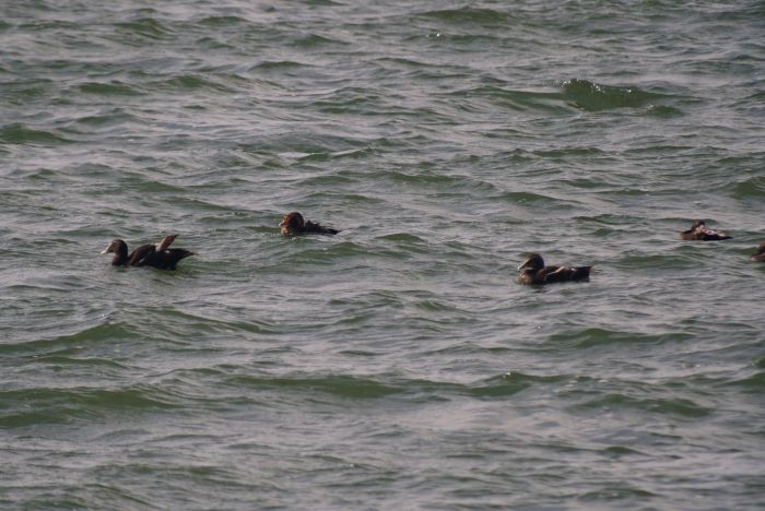 The small ‘sails’ of the King Eider were visible at some distance.