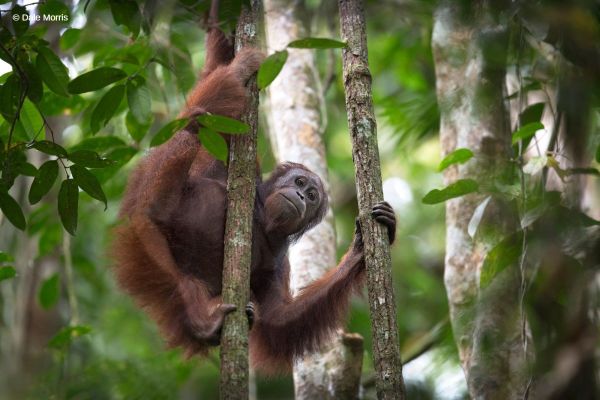 Orangutan in Tree Borneo