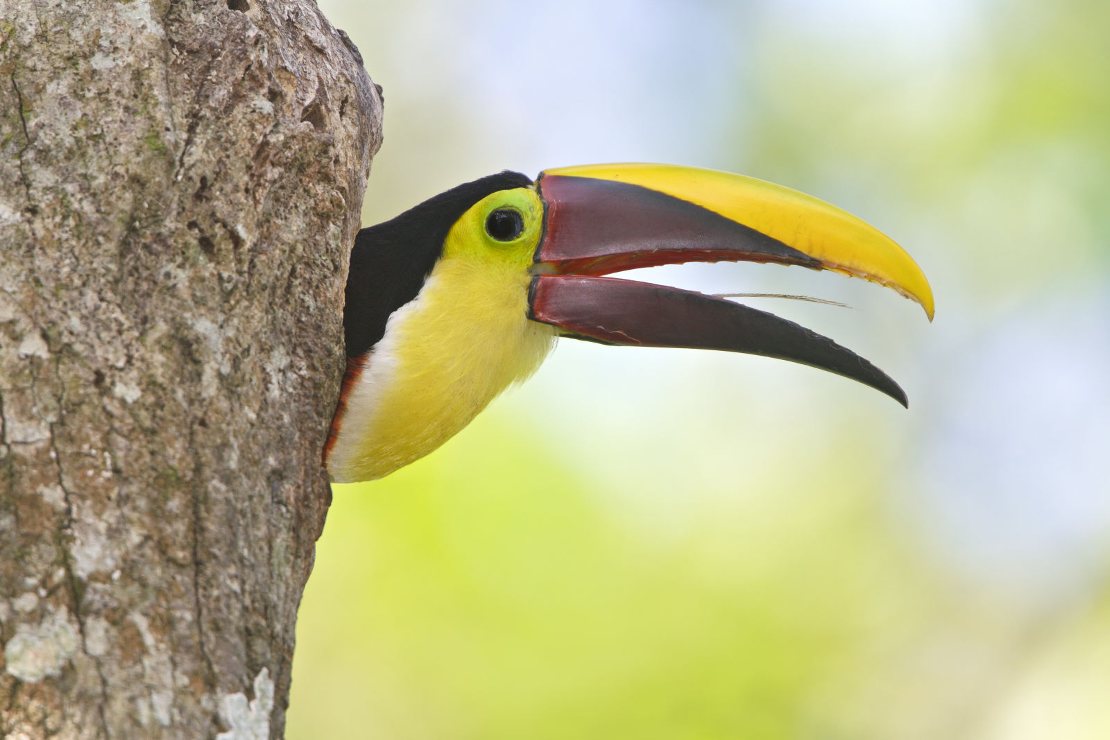Chestnut-mandibled Toucan (Ramphastos swainsonii) pokes its head out of its nest hole in Costa Rica. Glenn Bartley
