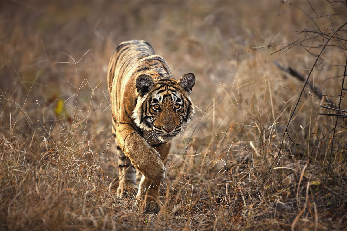 Wild tiger walking through the bush India, by The SUJÁN Life 