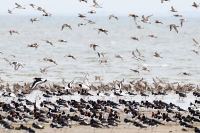 shorebirds flying - Germany - North Sea coast - gulls - waders -  Fuhlehörn-Deutschland 2010 061