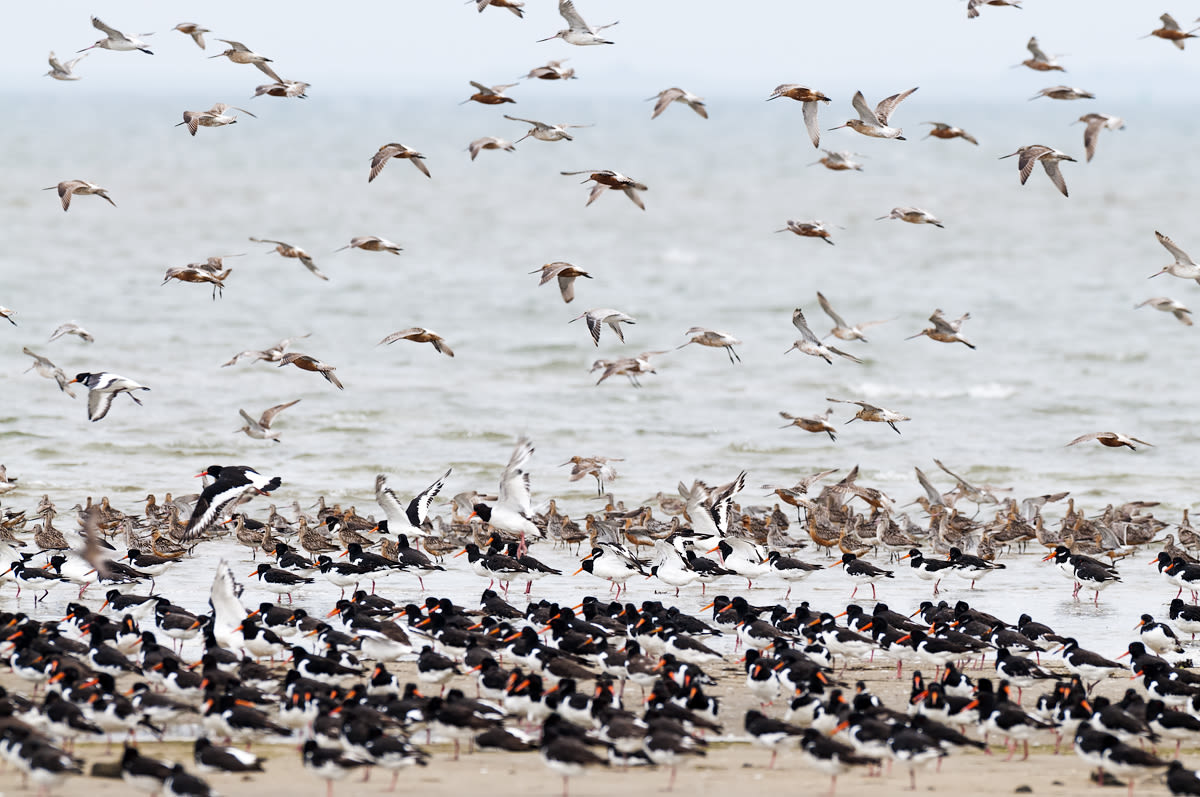 Flocks of birds taking flight at the North Sea coast in Fuhlehörn, Germany, in 2010.