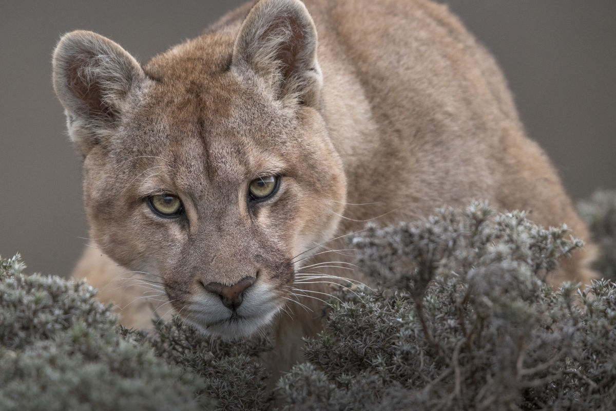 Pumas in Torres del Paine National Park  mammal Ingo Arndt 045