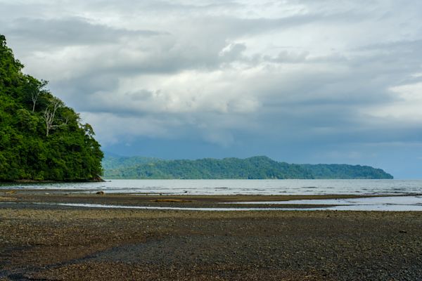 Lilly’s Journey into the Heart of the Forest - B/O