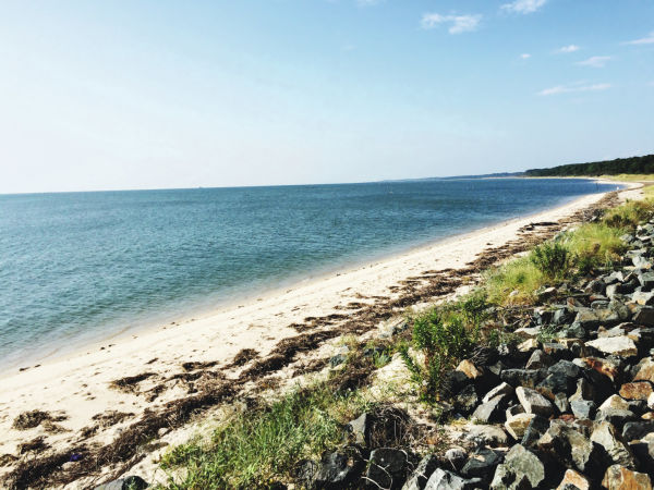 Why birds matter by BIRDLIFE INTERNATIONAL B/ - Closer Birding-Magazin, 2020, Scenic View Of Beach Against Clear Sky ID:1399394