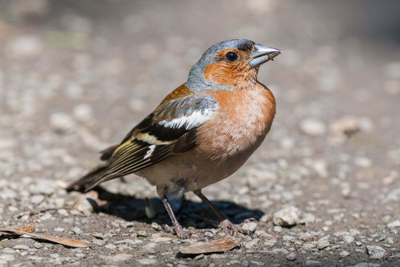 Birding at your doorstep – discover the birdlife close to you - Buchfink by Leander Khil