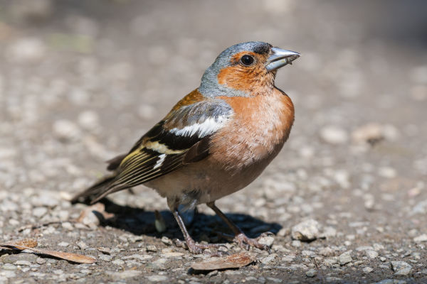 Birding at your doorstep – discover the birdlife close to you B/ - Buchfink LK