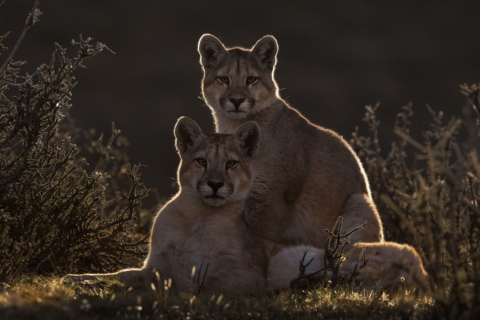 Pumas