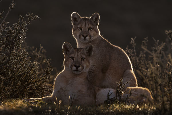 Pumas in Torres del Paine National Park  Story 3 a caring mother