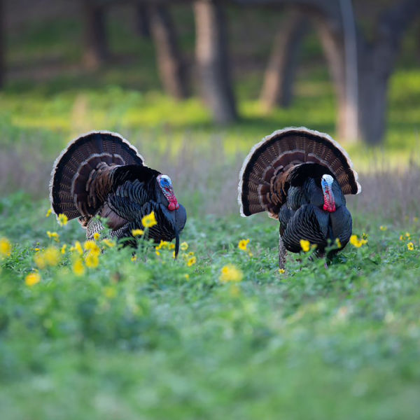 Wilder Truthahn, (Meleagris gallopavo), grün, Wald, wild