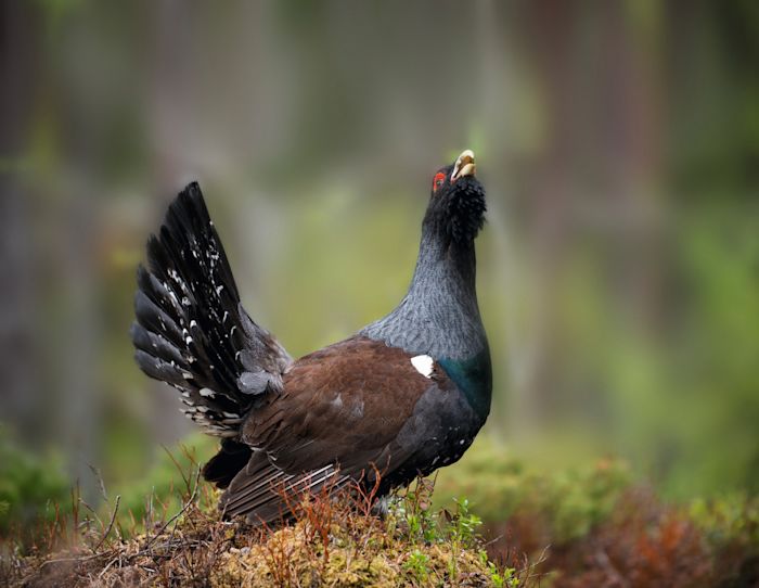 Western capercaillie, Norway, Auerhahn