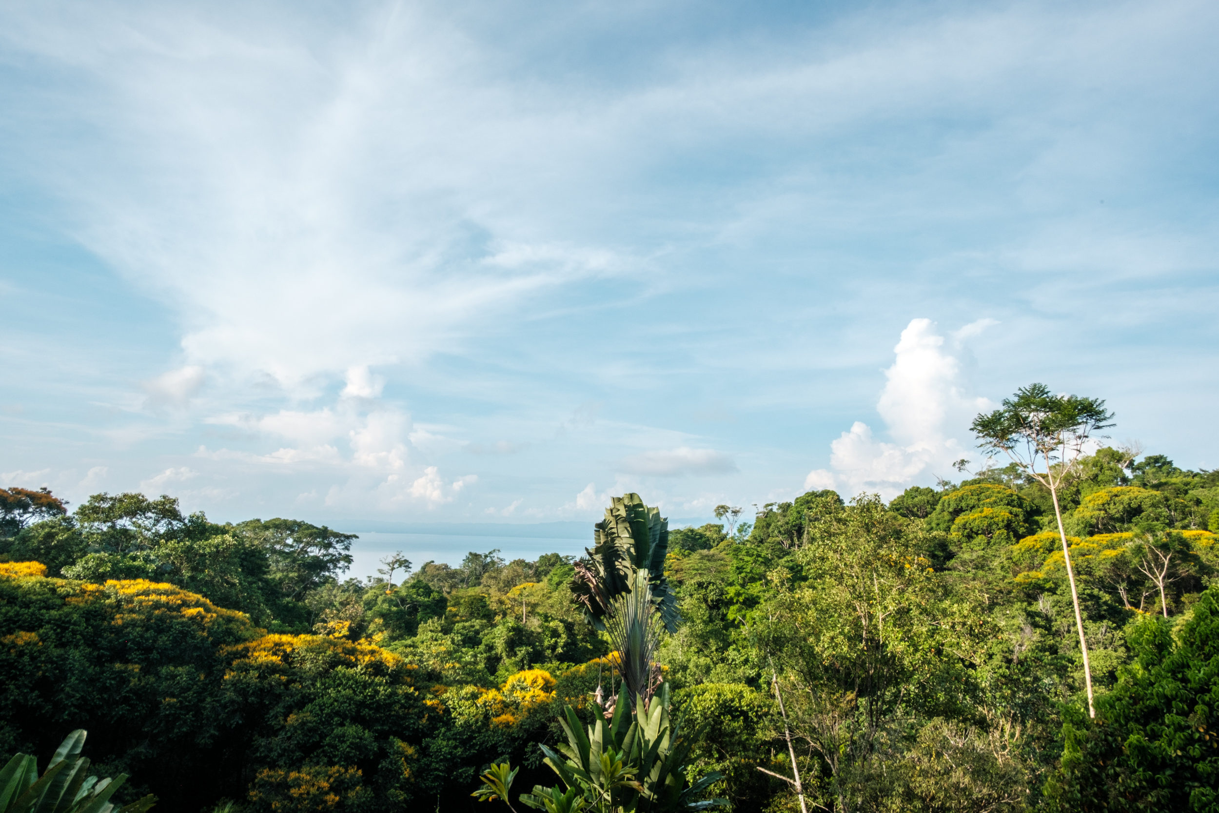 Lilly’s Journey into the Heart of the Forest - B/O - Row 2