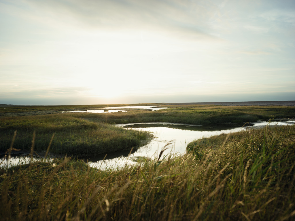 A wetland in low light Swarovski Optik