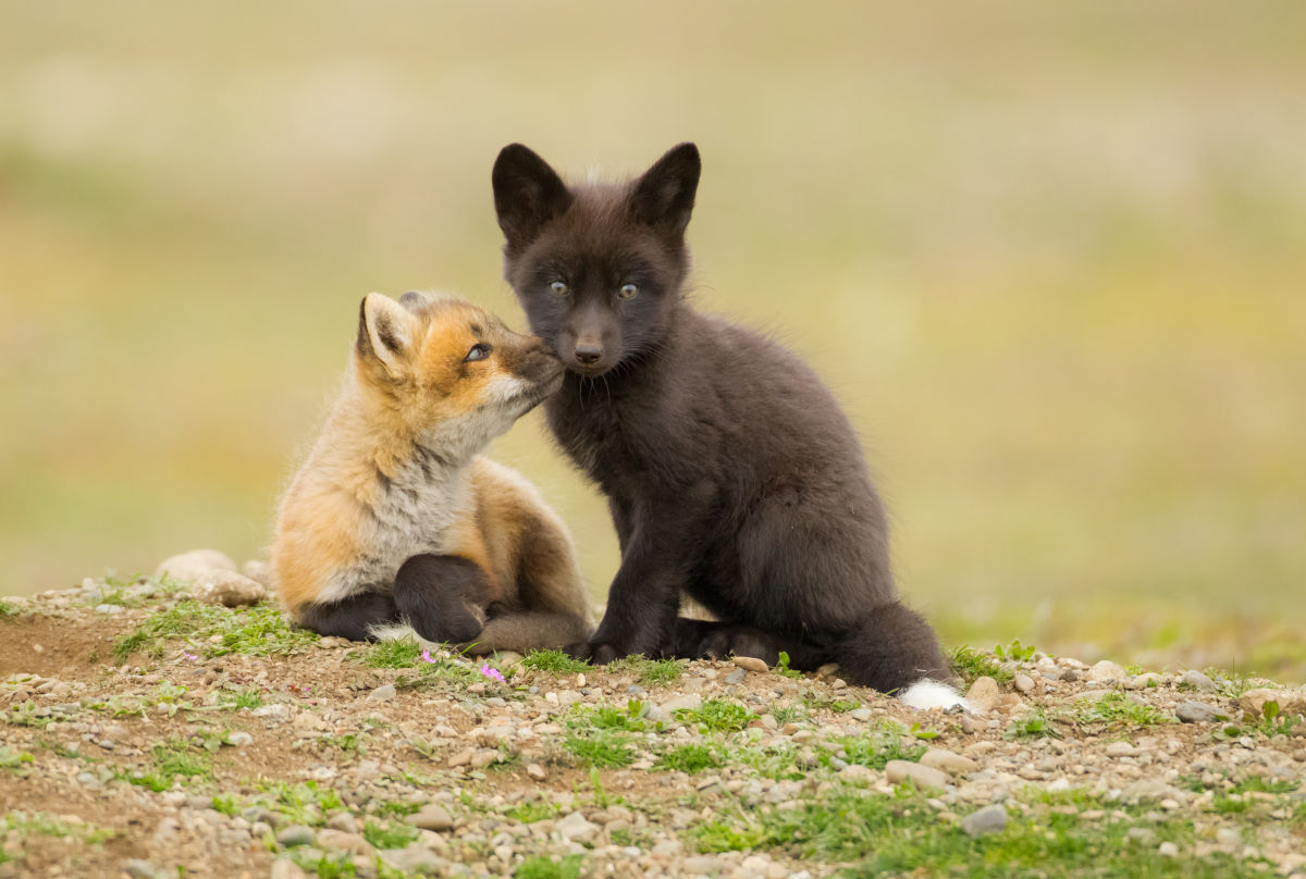 Young red foxes playing by Ben Knoot