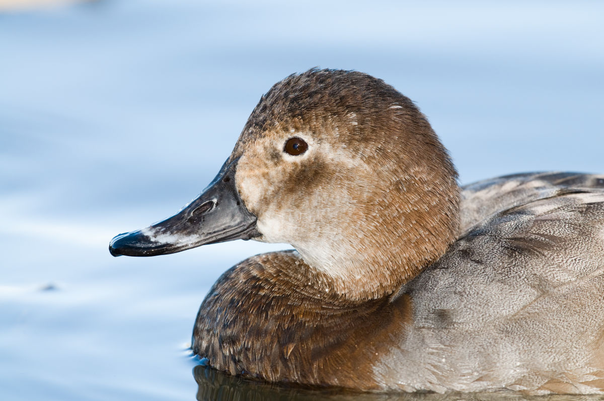 Close up: European Winter Waterfowl - Part 1 B/ - Common Pochard (Aythya ferina) by Leander Khil