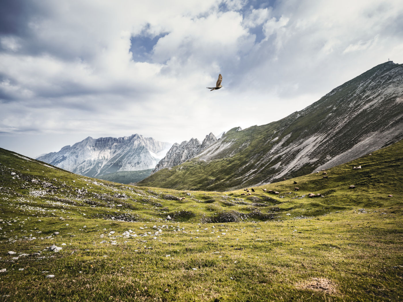 Stubaier Alps with hawk