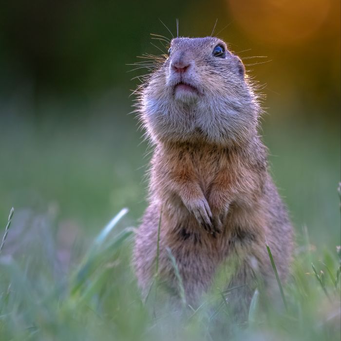 ground squirrel paying attention by Andreas Hütten
