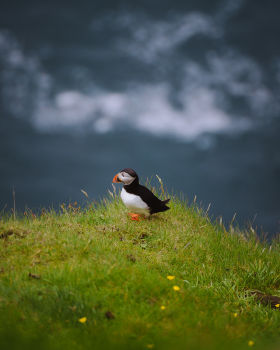 Puffin walking on the grass of a cliff by Nicola Cagol