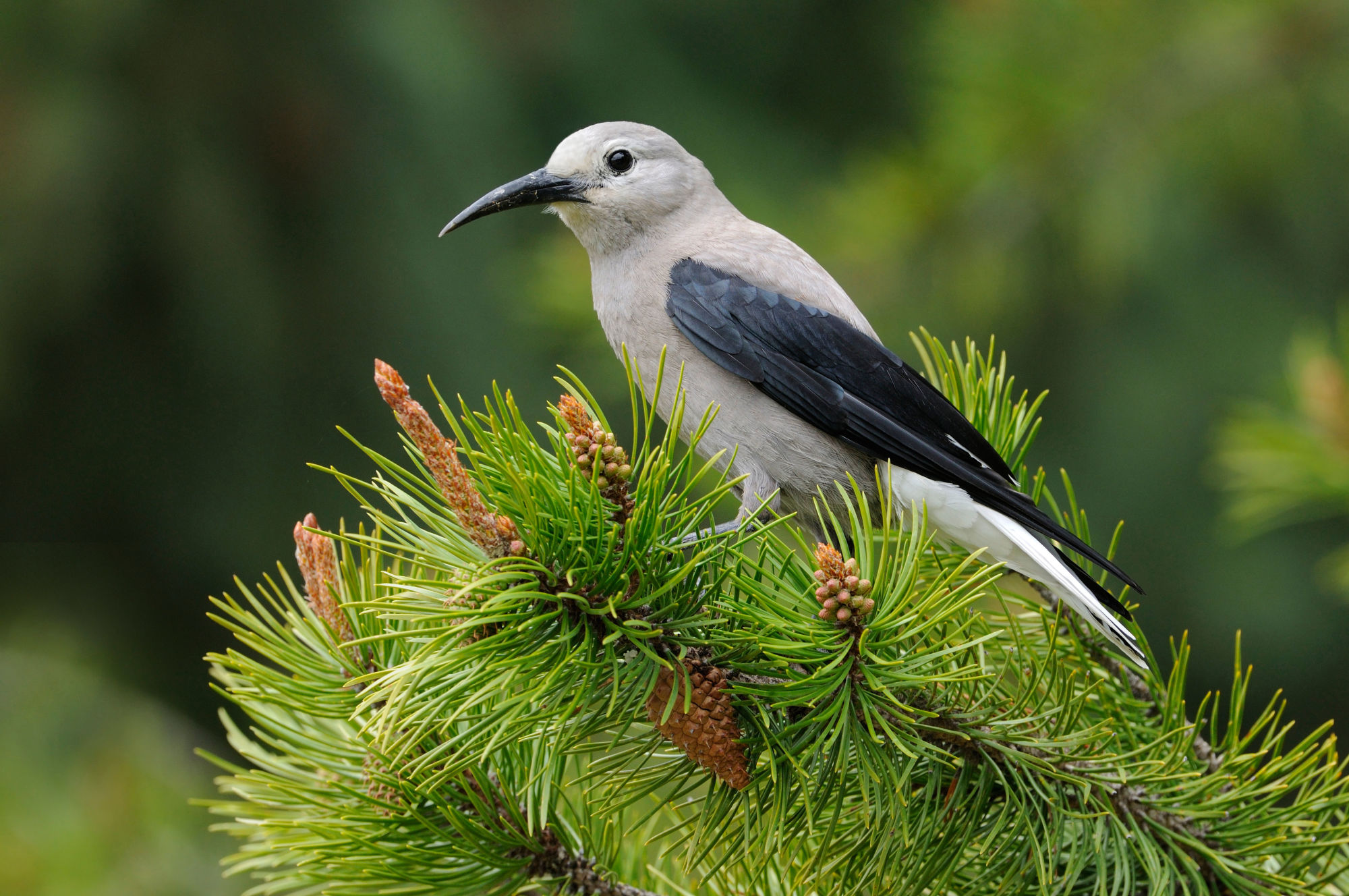 Clarke's Nutcracker (Nucifraga columbiana)