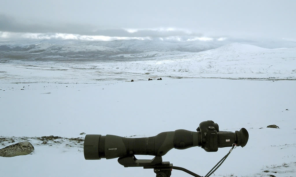 Swarovski Optik Digiscoping spotting scope the musk ox in snow and wind