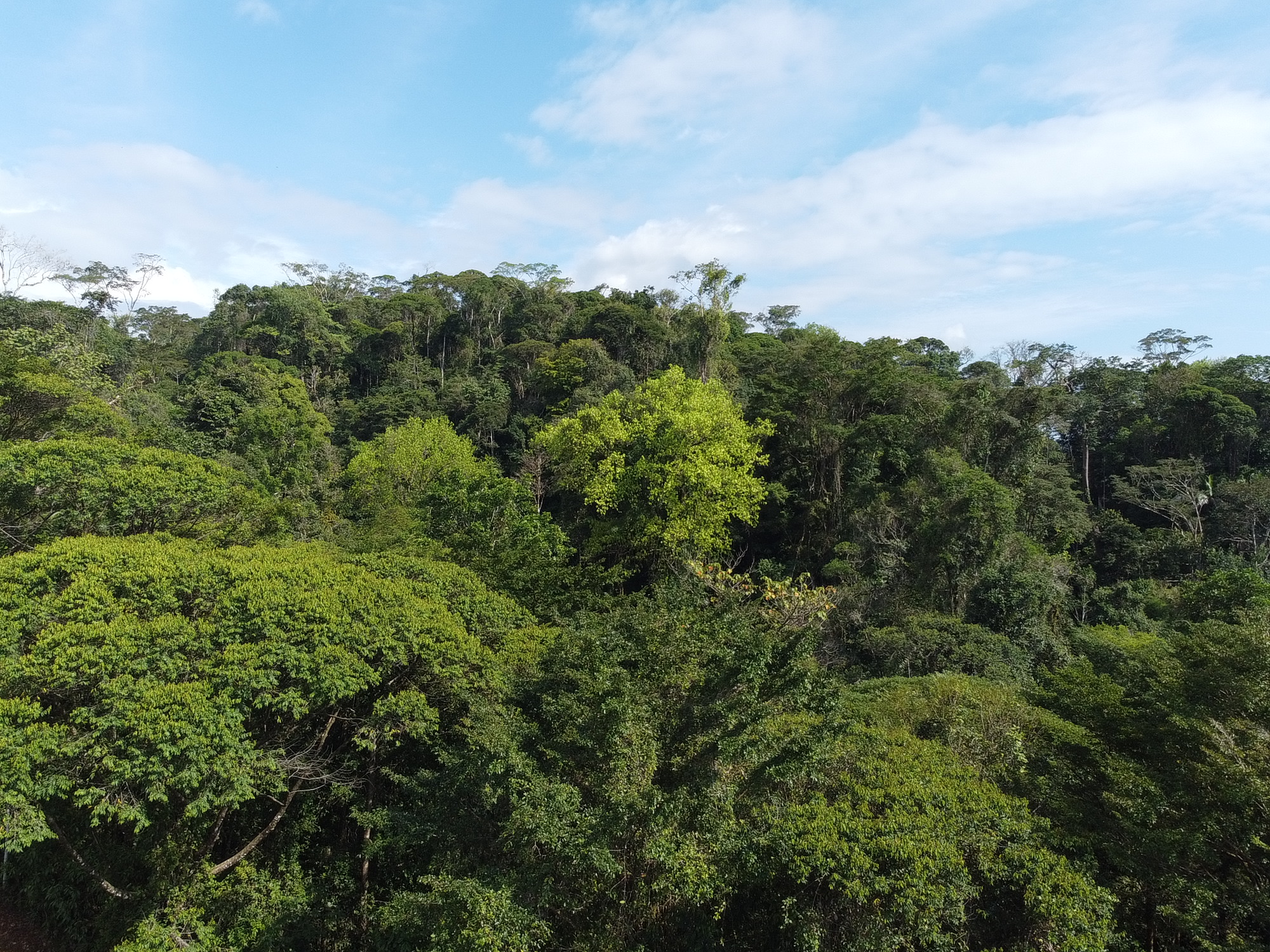 Biodiversity: SWAROVSKI OPTIK Regenwald - Tag der biologischen Vielfalt /H/B/O 