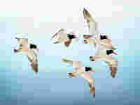 SWAROVSKI OPTIK Closer Birding-Magazin, 2020, Five Crazy Oystercatchers in Flight at Nickerson Beach, Long Island