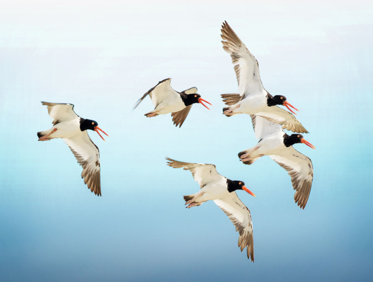 Why birds matter by BIRDLIFE INTERNATIONAL B/ - Closer Birding-Magazin, 2020, Oystercatchers in Flight, ID:1399400