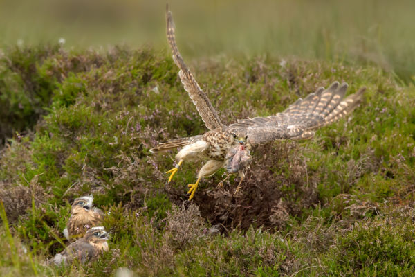 !!! Brydon Thomason Surveying and monitoring birds B/ - Female Merlin arriving at nest with prey for chicks