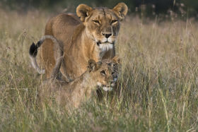 Spotting big cats lions in Kenya 