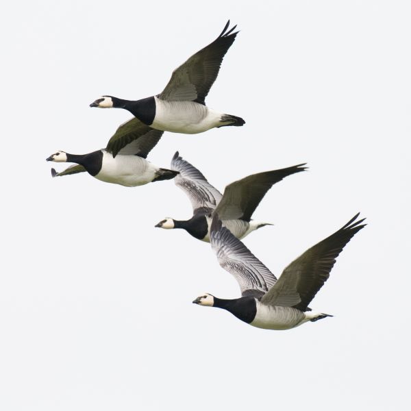 Close up: European Winter Waterfowl - Part 1 - Barnacle Goose (Branta leucopsis) by Leander Khil