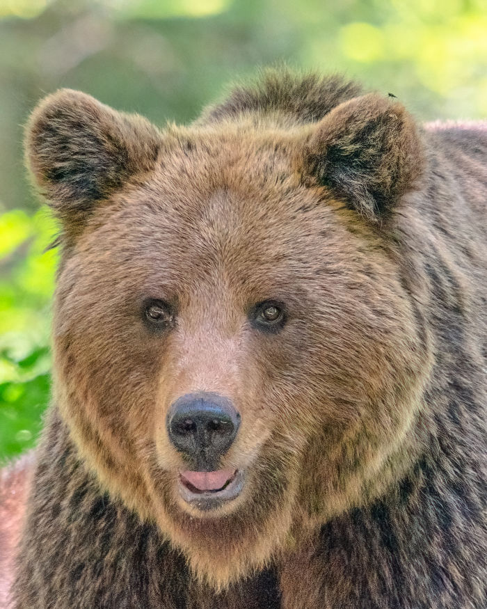 Entering the bears’ realm - bear portrait by Andreas Hütten