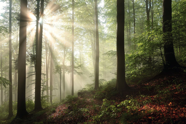 Forest Beech forest with sun landscape ID:1524247