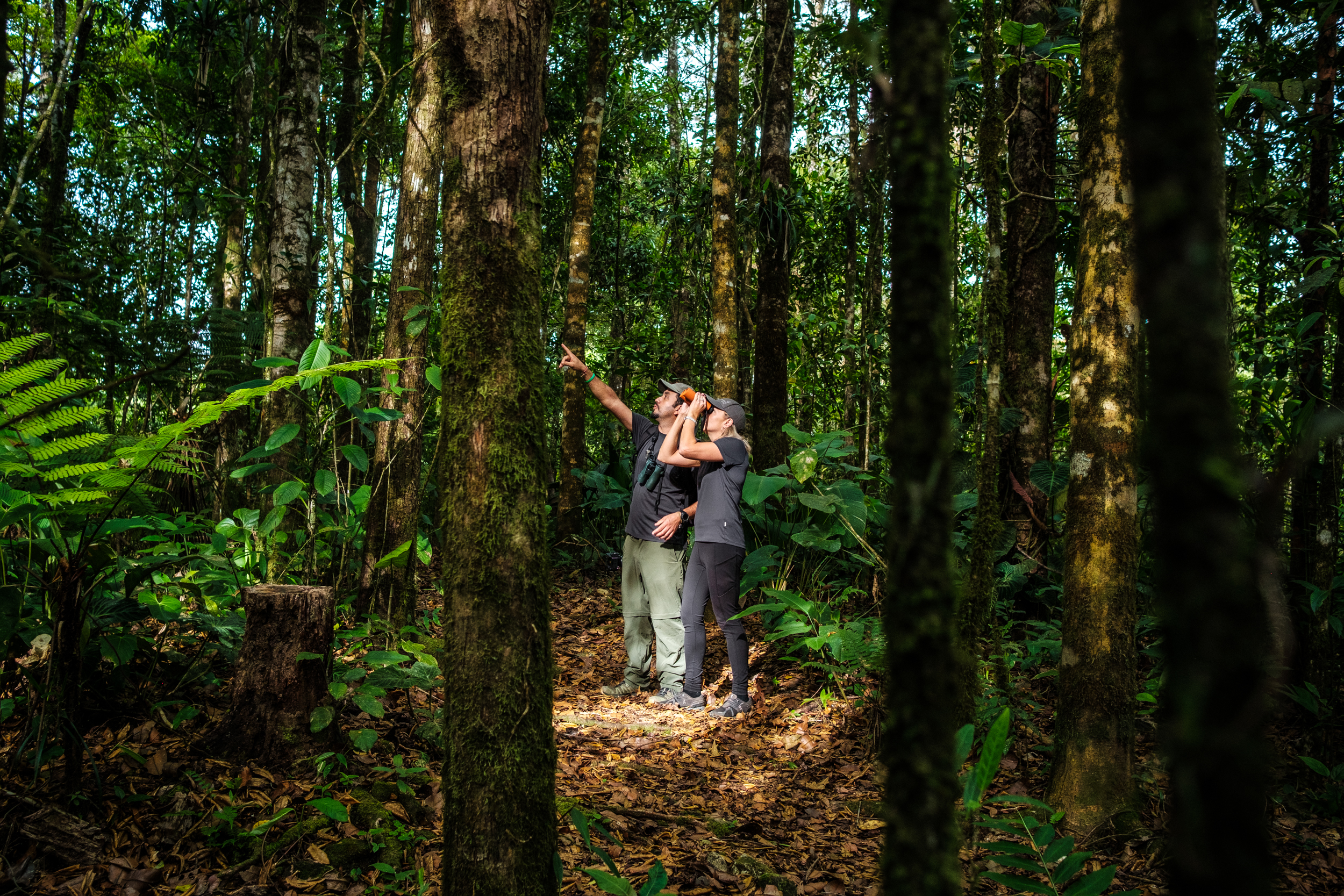 Lilly’s Journey into the Heart of the Forest - B/O - SECOND