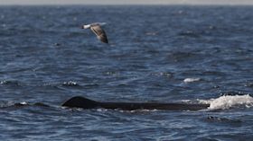 A whale breaking the surface of the sea with a seagull soaring overhead.