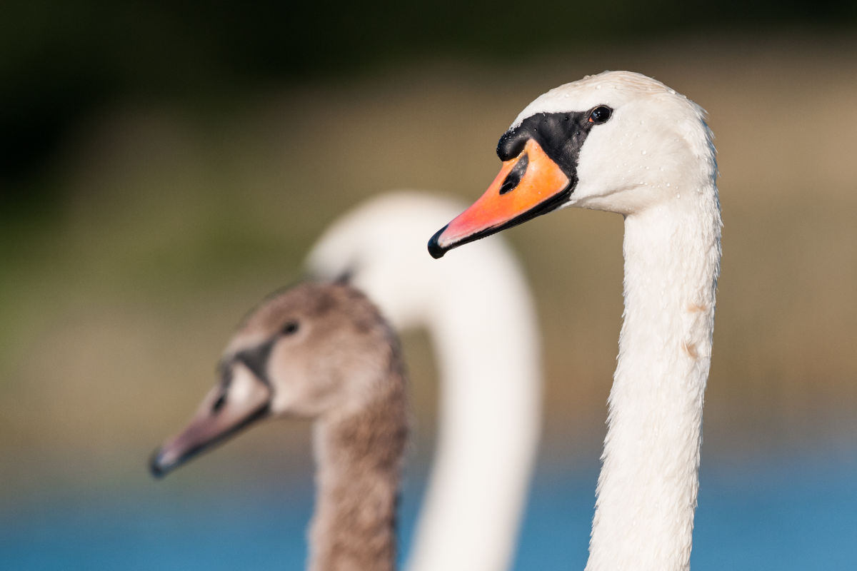 Close up: European Winter Waterfowl - Part 2 B/ - Mute Swan (Cygnus olor) by Leander Khil