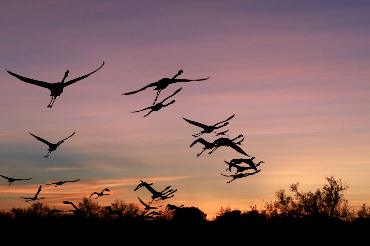 !!!!Birding with Frederic Lamouroux - sunset flying flamingos