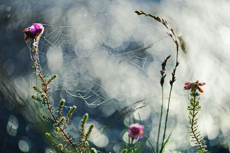 Landscape Spider's web on cross-leaved heath D1108828