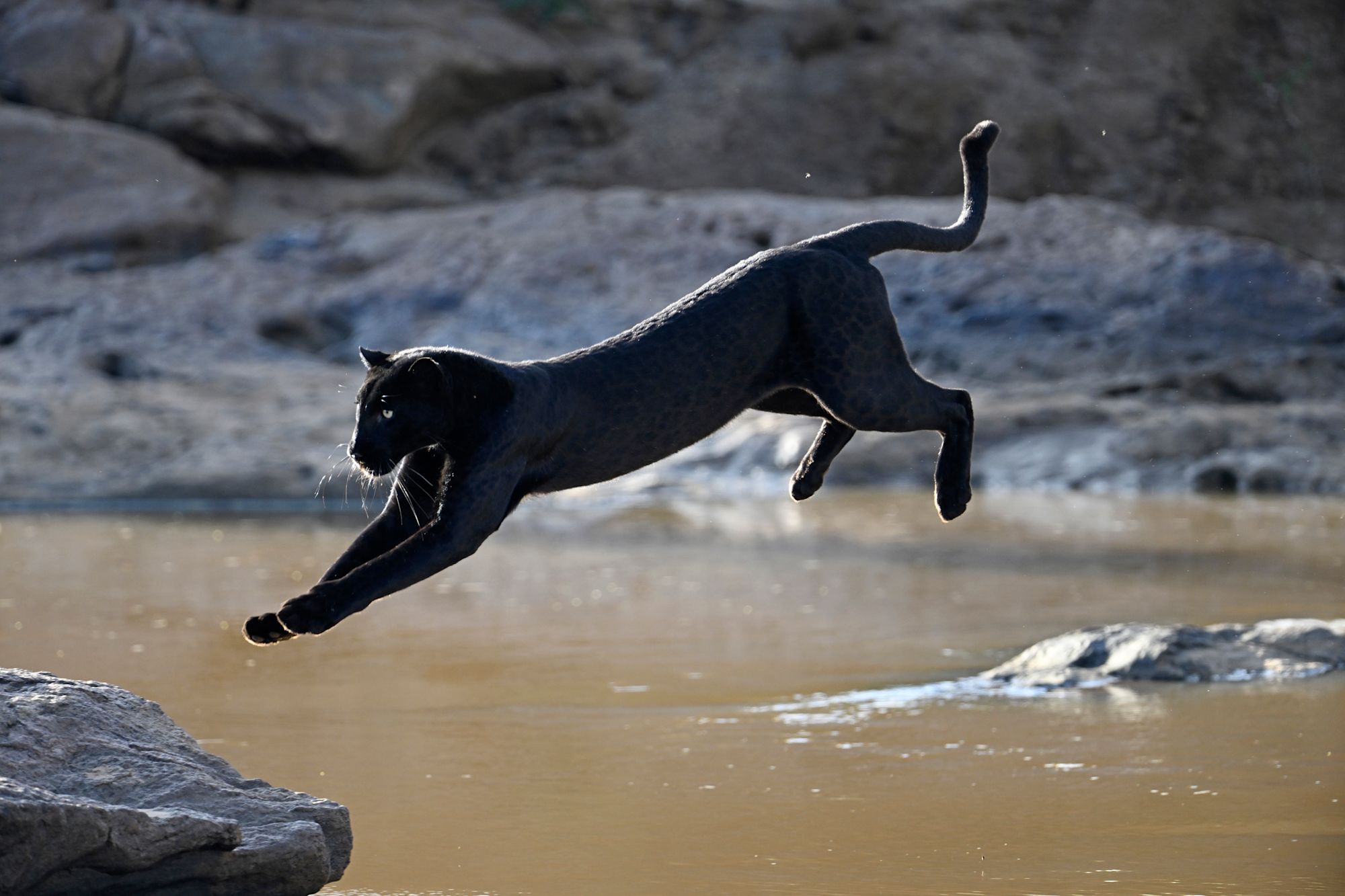 Giza - Black panther in India - Alexander Ley /O - Image river