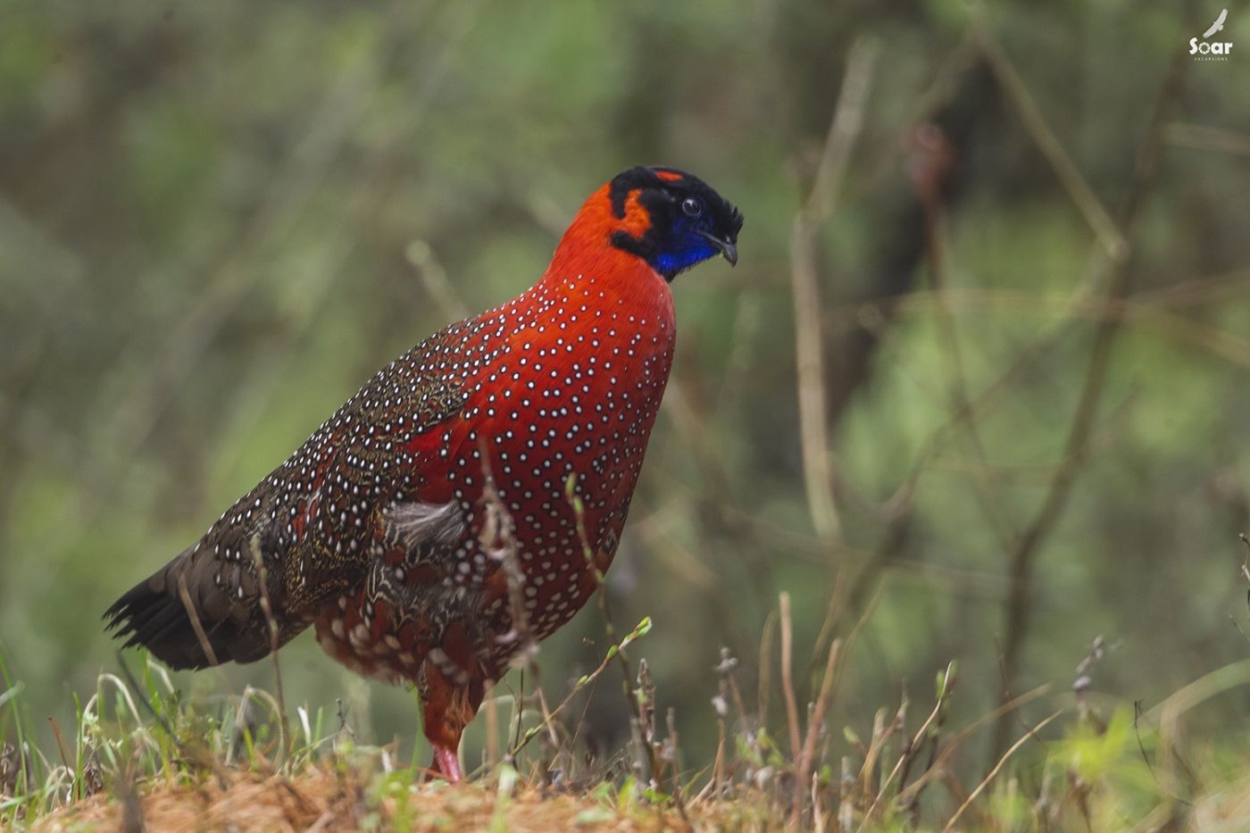 Satyr Tragopan