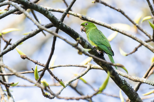 Pacific-Parakeet Los-Tarrales-Guatemala 2020 01