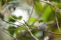 K24 Cuban tody (Todus multicolor) 14169993