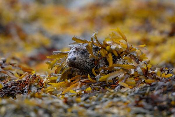 Nature Explorers: Lara Jackson - !!!Isle of Mull Otter under seaweed by Lara Jackson