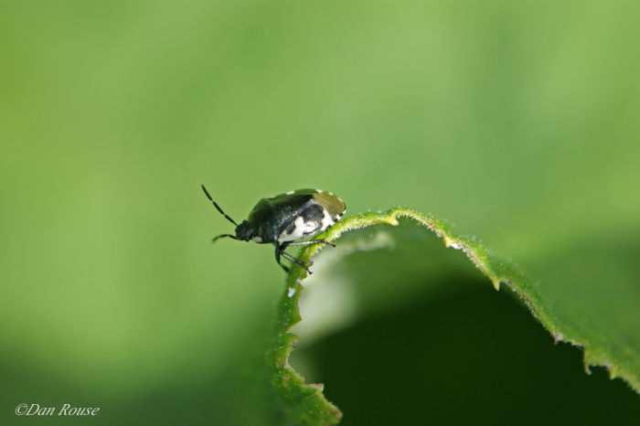 Preparing a wildlife friendly garden